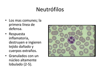Neutrófilos
• Los mas comunes; la
primera línea de
defensa.
• Respuesta
inflamatoria,
destruyen e ingieren
tejido dañado y
cuerpos extraños.
• Granulados con un
núcleo altamente
lobulado (2-5).
 