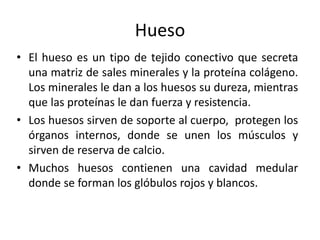 Hueso
• El hueso es un tipo de tejido conectivo que secreta
una matriz de sales minerales y la proteína colágeno.
Los minerales le dan a los huesos su dureza, mientras
que las proteínas le dan fuerza y resistencia.
• Los huesos sirven de soporte al cuerpo, protegen los
órganos internos, donde se unen los músculos y
sirven de reserva de calcio.
• Muchos huesos contienen una cavidad medular
donde se forman los glóbulos rojos y blancos.
 