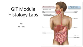GIT Module
Histology Labs
By
Ali Faris
 