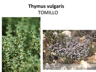 Thymus vulgaris
   TOMILLO
 