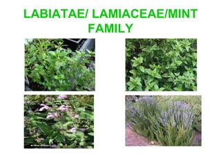 LABIATAE/ LAMIACEAE/MINT
FAMILY
 