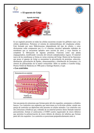  El aparato de Golgi
Es un orgánulo presente en todas las células eucariotas excepto los glóbulos rojos y las
células epidérmicas. Pertenece al sistema de endomembranas del citoplasma celular.
Está formado por unos 80dictiosomas (dependiendo del tipo de célula), y estos
dictiosomas están compuestos por 4 o 6 cisternas (sáculos) aplanadas rodeados de
membrana que se encuentran apilados unos encima de otros, y cuya función es
completar la fabricación de algunas proteínas. Funciona como una planta
empaquetadora, modificando vesículas del retículo endoplasmático rugoso. El material
nuevo de las membranas se forma en varias cisternas del Golgi. Dentro de las funciones
que posee el aparato de Golgi se encuentran la glicosilación de proteínas, selección,
destinación, glicosilación de lípidos, almacenamiento y distribución de lisosomas y la
síntesis de polisacáridos de la matriz extracelular. Debe su nombre a Camillo Golgi,
Premio Nobel de Medicina en 1906 junto a Santiago Ramón y Cajal.
 Los centriolos
Son una pareja de estructuras que forman parte del cito esqueleto, semejantes a cilindros
huecos. Los centriolos son orgánulos que intervienen en la división celular, siendo una
pareja de centriolos un diplosoma sólo presente en células animales. Los centriolos son
dos estructuras cilíndricas que, rodeadas de un material proteico denso llamado material
pericentriolar, forman el centrosoma o COMT (centro organizador de micro túbulos)
que permiten la polimerización de micro túbulos de dímeros de tubulina que forman
parte del cito esqueleto. Los centriolos se posicionan perpendicularmente entre sí.
 