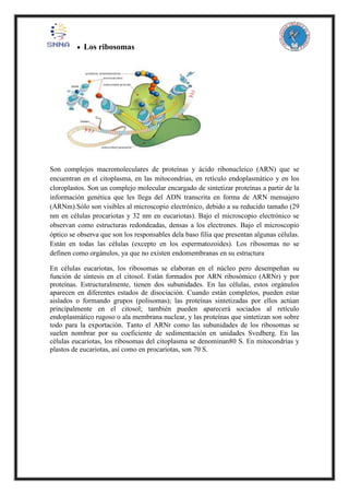  Los ribosomas
Son complejos macromoleculares de proteínas y ácido ribonucleico (ARN) que se
encuentran en el citoplasma, en las mitocondrias, en retículo endoplasmático y en los
cloroplastos. Son un complejo molecular encargado de sintetizar proteínas a partir de la
información genética que les llega del ADN transcrita en forma de ARN mensajero
(ARNm).Sólo son visibles al microscopio electrónico, debido a su reducido tamaño (29
nm en células procariotas y 32 nm en eucariotas). Bajo el microscopio electrónico se
observan como estructuras redondeadas, densas a los electrones. Bajo el microscopio
óptico se observa que son los responsables dela baso filia que presentan algunas células.
Están en todas las células (excepto en los espermatozoides). Los ribosomas no se
definen como orgánulos, ya que no existen endomembranas en su estructura
En células eucariotas, los ribosomas se elaboran en el núcleo pero desempeñan su
función de síntesis en el citosol. Están formados por ARN ribosómico (ARNr) y por
proteínas. Estructuralmente, tienen dos subunidades. En las células, estos orgánulos
aparecen en diferentes estados de disociación. Cuando están completos, pueden estar
aislados o formando grupos (polisomas); las proteínas sintetizadas por ellos actúan
principalmente en el citosol; también pueden aparecerá sociados al retículo
endoplasmático rugoso o ala membrana nuclear, y las proteínas que sintetizan son sobre
todo para la exportación. Tanto el ARNr como las subunidades de los ribosomas se
suelen nombrar por su coeficiente de sedimentación en unidades Svedberg. En las
células eucariotas, los ribosomas del citoplasma se denominan80 S. En mitocondrias y
plastos de eucariotas, así como en procariotas, son 70 S.
 