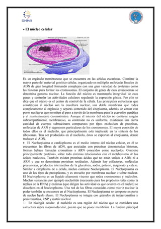  El núcleo celular
Es un orgánulo membranoso que se encuentra en las células eucariotas. Contiene la
mayor parte del material genético celular, organizado en múltiples moléculas lineales de
ADN de gran longitud formando complejos con una gran variedad de proteínas como
las histonas para formar los cromosomas. El conjunto de genes de esos cromosomas se
denomina genoma nuclear. La función del núcleo es mantenerla integridad de esos
genes y controlar las actividades celulares regulando la expresión génica. Por ello se
dice que el núcleo es el centro de control de la célula. Las principales estructuras que
constituyen el núcleo son la envoltura nuclear, una doble membrana que rodea
completamente al orgánulo y separas contenido del citoplasma, además de contar con
poros nucleares que permiten el paso a través de la membrana para la expresión genética
y el mantenimiento cromosómico. Aunque el interior del núcleo no contiene ningún
subcompartimento membranoso, su contenido no es uniforme, existiendo una cierta
cantidad de cuerpos subnucleares compuestos por tipos exclusivos de proteínas,
moléculas de ARN y segmentos particulares de los cromosomas. El mejor conocido de
todos ellos es el nucléolo, que principalmente está implicado en la síntesis de los
ribosomas. Tras ser producidos en el nucléolo, éstos se exportan al citoplasma, donde
traducen el ADN.
 El Nucleoplasma o cardioplasma es el medio interno del núcleo celular, en él se
encuentran las fibras de ADN, que asociadas con proteínas denominadas histonas,
forman hebras llamadas cromatinas y ARN conocidos como nucleolos. Contiene
principalmente proteínas, sobre todo enzimas relacionados con el metabolismo de los
ácidos nucléicos. También existen proteínas ácidas que no están unidos a ADN ni a
ARN y que se denominan proteínas residuales. Además hay cofactores, moléculas
precursoras, productos intermedios de la glucolisis, sodio, potasio, magnesio y calcio.
Similar a citoplasma de a célula, núcleo contiene Nucleoplasma. El Nucleoplasma es
uno de los tipos de protoplasma, y es envuelto por membrana nuclear o sobre nuclear.
El Nucleoplasma es un líquido altamente viscoso que rodea cromosomas y nucleolos.
Muchas sustancias por ejemplo nucleótido (necesario para los propósitos tales como la
réplica de la DNA) y enzimas (que dirigen las actividad es que ocurren en el núcleo) se
disuelven en el Nucleoplasma. Una red de las fibras conocidas como matriz nuclear la
poder también se encuentre en el Nucleoplasma. El Nucleoplasma se compone en parte
de nucleo hyalo plasm. El Nucleoplasma se integra con gránulos de intercromatina y
pericromatina, RNP y matriz nuclear
estructura supra macromolecular, puesto que no posee membrana. La función principal
 