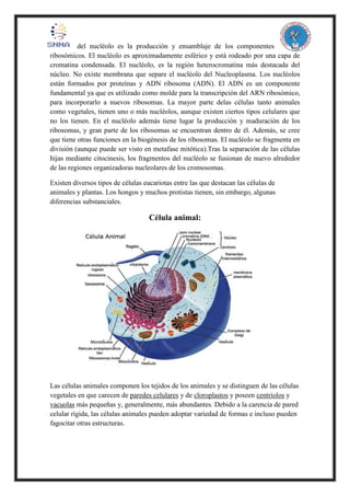 del nucléolo es la producción y ensamblaje de los componentes
ribosómicos. El nucléolo es aproximadamente esférico y está rodeado por una capa de
cromatina condensada. El nucléolo, es la región heterocromatina más destacada del
núcleo. No existe membrana que separe el nucléolo del Nucleoplasma. Los nucléolos
están formados por proteínas y ADN ribosoma (ADN). El ADN es un componente
fundamental ya que es utilizado como molde para la transcripción del ARN ribosómico,
para incorporarlo a nuevos ribosomas. La mayor parte delas células tanto animales
como vegetales, tienen uno o más nucléolos, aunque existen ciertos tipos celulares que
no los tienen. En el nucléolo además tiene lugar la producción y maduración de los
ribosomas, y gran parte de los ribosomas se encuentran dentro de él. Además, se cree
que tiene otras funciones en la biogénesis de los ribosomas. El nucléolo se fragmenta en
división (aunque puede ser visto en metafase mitótica).Tras la separación de las células
hijas mediante citocinesis, los fragmentos del nucléolo se fusionan de nuevo alrededor
de las regiones organizadoras nucleolares de los cromosomas.
Existen diversos tipos de células eucariotas entre las que destacan las células de
animales y plantas. Los hongos y muchos protistas tienen, sin embargo, algunas
diferencias substanciales.
Célula animal:
Las células animales componen los tejidos de los animales y se distinguen de las células
vegetales en que carecen de paredes celulares y de cloroplastos y poseen centriolos y
vacuolas más pequeñas y, generalmente, más abundantes. Debido a la carencia de pared
celular rígida, las células animales pueden adoptar variedad de formas e incluso pueden
fagocitar otras estructuras.
 