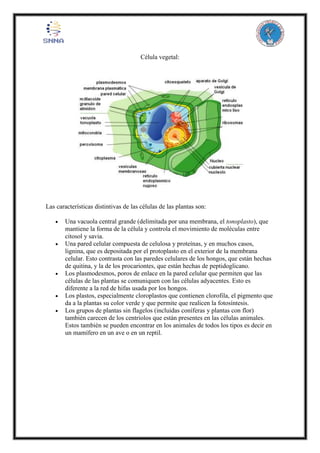 Célula vegetal:
Las características distintivas de las células de las plantas son:
 Una vacuola central grande (delimitada por una membrana, el tonoplasto), que
mantiene la forma de la célula y controla el movimiento de moléculas entre
citosol y savia.
 Una pared celular compuesta de celulosa y proteínas, y en muchos casos,
lignina, que es depositada por el protoplasto en el exterior de la membrana
celular. Esto contrasta con las paredes celulares de los hongos, que están hechas
de quitina, y la de los procariontes, que están hechas de peptidoglicano.
 Los plasmodesmos, poros de enlace en la pared celular que permiten que las
células de las plantas se comuniquen con las células adyacentes. Esto es
diferente a la red de hifas usada por los hongos.
 Los plastos, especialmente cloroplastos que contienen clorofila, el pigmento que
da a la plantas su color verde y que permite que realicen la fotosíntesis.
 Los grupos de plantas sin flagelos (incluidas coníferas y plantas con flor)
también carecen de los centriolos que están presentes en las células animales.
Estos también se pueden encontrar en los animales de todos los tipos es decir en
un mamífero en un ave o en un reptil.
 