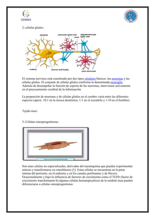2.-células gliales:
El sistema nervioso está constituido por dos tipos celulares básicos: las neuronas y las
células gliales. El conjunto de células gliales conforma la denominada neuroglía.
Además de desempeñar la función de soporte de las neuronas, intervienen activamente
en el procesamiento cerebral de la información.
La proporción de neuronas y de células gliales en el cerebro varía entre las diferentes
especies (aprox. 10:1 en la mosca doméstica, 1:1 en el cocodrilo y 1:10 en el hombre).
Tejido óseo:
3.-Células osteoprogenitoras:
Son unas células no especializadas, derivadas del mesénquima que pueden experimentar
mitosis y transformarse en osteoblastos (*). Estas células se encuentran en la parte
interna del periostio, en el endostio y en los canales perforantes y de Havers.
Ocasionalmente y bajo la influencia de factores de crecimiento como el TGFb (factor de
crecimiento transformante b) algunas células hematopoyéticas de la médula ósea pueden
diferenciarse a células osteoprogenitoras
 