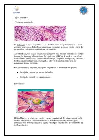 Tejido conjuntivo
Células mesenquimales:
En histología, el tejido conjuntivo (TC) —también llamado tejido conectivo—, es un
conjunto heterogéneo de tejidos orgánicos que comparten un origen común a partir del
mesénquima embrionario originado del mesodermo.
Así entendidos, "los tejidos conjuntivos" concurren en la función primordial de sostén e
integración sistémica del organismo. De esta forma, el TC participa de la cohesión o
separación de los diferentes elementos tisulares que componen los órganos y sistemas; y
también se convierte en un medio logístico a través del cual se distribuyen las
estructuras vásculo nerviosas.
Con criterio morfo funcional, los tejidos conjuntivos se dividen en dos grupos:
 los tejidos conjuntivos no especializados.
 los tejidos conjuntivos especializados.
Fibroblastos:
El fibroblasto es la célula más común y menos especializada del tejido conjuntivo. Se
encarga de la síntesis y mantenimiento de la matriz extracelular y presenta gran
capacidad para diferenciarse dando lugar a otros tipos celulares más especializados del
tejido conjuntivo.
 