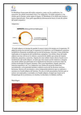 El fibroblasto forma parte del tejido conjuntivo, junto con los condrocitos, los
osteocitos, las células musculares lisas y los Adipocitos. El tejido conjuntivo y las
células que lo forman varían según el órgano. El fibroblasto es la célula más común y
menos especializada. Tiene gran capacidad de diferenciación hacia el resto de células
del tejido conjuntivo.
Adipocitos:
El tejido adiposo se encarga de guardar la mayor reserva de energía en el organismo. El
adipocito posee las enzimas que se requieren en la lipólisis y en la lipogénesis, procesos
metabólicos finamente modulados por acción de hormonas, citocinas y otras moléculas
implicadas en la regulación del metabolismo energético. Las células claras del tejido
adiposo son muy activas en la síntesis y secreción de señales que actúan de manera
endocrina, paracrina y autocrina. Algunas de estas señales tienen efectos locales en el
metabolismo del tejido adiposo, en tanto que otras tienen acción sistémica e integran
una red de señales que participan en la regulación de funciones en diversos tipos de
células localizadas en órganos distantes, tales como hipotálamo, hígado, páncreas,
músculo esquelético, etc. Los Adipocitos son células de secreción endocrina,
recientemente, se ha generado bastante evidencia acerca de las diversas citocinas,
hormonas, factores de crecimiento y otros componentes proteicos que se expresan y
secretan en el tejido adiposo del humano. En esta revisión presentamos factores que se
conoce son expresados y secretados en el tejido adiposo, el papel que tienen en la
fisiopatología de la resistencia a la insulina, la obesidad y la diabetes mellitus.
Macrófagos:
 