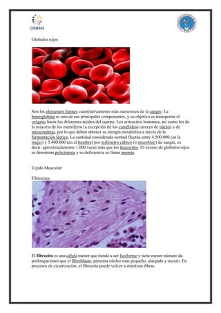 Globulos rojos
Son los elementos formes cuantitativamente más numerosos de la sangre. La
hemoglobina es uno de sus principales componentes, y su objetivo es transportar el
oxígeno hacia los diferentes tejidos del cuerpo. Los eritrocitos humanos, así como los de
la mayoría de los mamíferos (a excepción de los camélidos) carecen de núcleo y de
mitocondrias, por lo que deben obtener su energía metabólica a través de la
fermentación láctica. La cantidad considerada normal fluctúa entre 4.500.000 (en la
mujer) y 5.400.000 (en el hombre) por milímetro cúbico (o microlitro) de sangre, es
decir, aproximadamente 1.000 veces más que los leucocitos. El exceso de glóbulos rojos
se denomina policitemia y su deficiencia se llama anemia.
Tejido Muscular:
Fibrocitos
El fibrocito es una célula menor que tiende a ser fusiforme y tiene menor número de
prolongaciones que el fibroblasto, presenta núcleo más pequeño, alargado y oscuro. En
procesos de cicatrización, el fibrocito puede volver a sintetizar fibras.
 