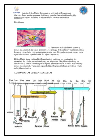 Cuando el fibroblasto disminuye su actividad, se lo denomina
fibrocito. Éstos son incapaces de dividirse y, por ello, la restitución del tejido
conectivo se efectúa mediante el crecimiento de jóvenes fibroblastos.
Fibroblastos
El fibroblasto es la célula más común y
menos especializada del tejido conjuntivo. Se encarga de la síntesis y mantenimiento de
la matriz extracelular y presenta gran capacidad para diferenciarse dando lugar a otros
tipos celulares más especializados del tejido conjuntivo.
El fibroblasto forma parte del tejido conjuntivo, junto con los condrocitos, los
osteocitos, las células musculares lisas y los adipocitos. El tejido conjuntivo y las
células que lo forman varían según el órgano. El fibroblasto es la célula más común y
menos especializada. Tiene gran capacidad de diferenciación hacia el resto de células
del tejido conjuntivo.
TAMAÑO DE LAS DIFERENTES CELULAS
 