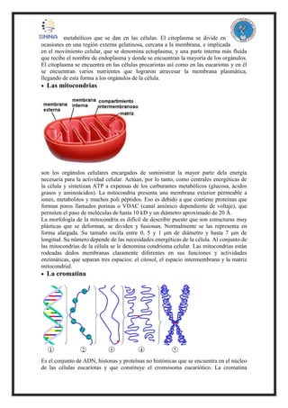 metabólicos que se dan en las células. El citoplasma se divide en
ocasiones en una región externa gelatinosa, cercana a la membrana, e implicada
en el movimiento celular, que se denomina ectoplasma; y una parte interna más fluida
que recibe el nombre de endoplasma y donde se encuentran la mayoría de los orgánulos.
El citoplasma se encuentra en las células procariotas así como en las eucariotas y en él
se encuentran varios nutrientes que lograron atravesar la membrana plasmática,
llegando de esta forma a los orgánulos de la célula.
 Las mitocondrias
son los orgánulos celulares encargados de suministrar la mayor parte dela energía
necesaria para la actividad celular. Actúan, por lo tanto, como centrales energéticas de
la célula y sintetizan ATP a expensas de los carburantes metabólicos (glucosa, ácidos
grasos y aminoácidos). La mitocondria presenta una membrana exterior permeable a
iones, metabolitos y muchos poli péptidos. Eso es debido a que contiene proteínas que
forman poros llamados porinas o VDAC (canal aniónico dependiente de voltaje), que
permiten el paso de moléculas de hasta 10 kD y un diámetro aproximado de 20 Å.
La morfología de la mitocondria es difícil de describir puesto que son estructuras muy
plásticas que se deforman, se dividen y fusionan. Normalmente se las representa en
forma alargada. Su tamaño oscila entre 0, 5 y 1 μm de diámetro y hasta 7 μm de
longitud. Su número depende de las necesidades energéticas de la célula. Al conjunto de
las mitocondrias de la célula se le denomina condrioma celular. Las mitocondrias están
rodeadas dedos membranas claramente diferentes en sus funciones y actividades
enzimáticas, que separan tres espacios: el citosol, el espacio intermembrana y la matriz
mitocondrial.
 La cromatina
Es el conjunto de ADN, histonas y proteínas no histónicas que se encuentra en el núcleo
de las células eucariotas y que constituye el cromosoma eucariótico. La cromatina
 