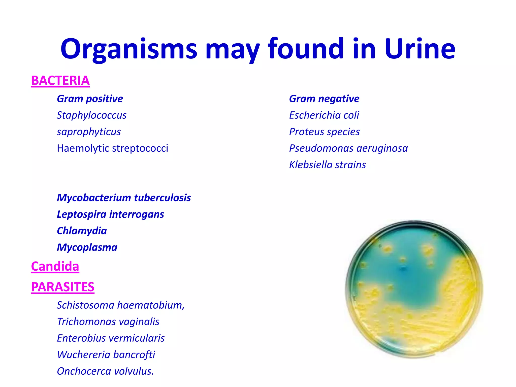 Organisms may found in Urine
BACTERIA
Gram positive Gram negative
Staphylococcus Escherichia coli
saprophyticus Proteus species
Haemolytic streptococci Pseudomonas aeruginosa
Klebsiella strains
Mycobacterium tuberculosis
Leptospira interrogans
Chlamydia
Mycoplasma
Candida
PARASITES
Schistosoma haematobium,
Trichomonas vaginalis
Enterobius vermicularis
Wuchereria bancrofti
Onchocerca volvulus.
 