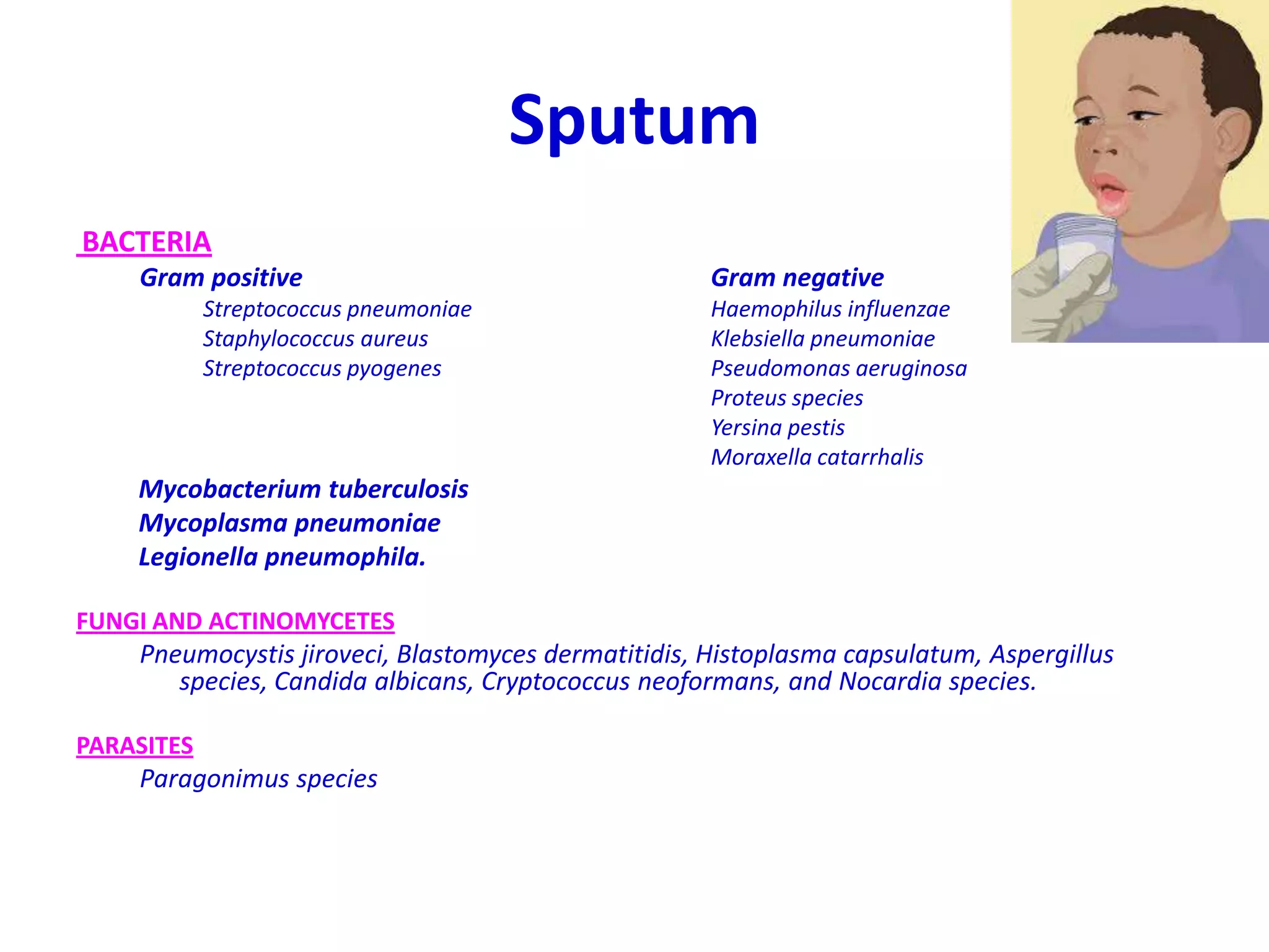 Sputum
BACTERIA
Gram positive Gram negative
Streptococcus pneumoniae Haemophilus influenzae
Staphylococcus aureus Klebsiella pneumoniae
Streptococcus pyogenes Pseudomonas aeruginosa
Proteus species
Yersina pestis
Moraxella catarrhalis
Mycobacterium tuberculosis
Mycoplasma pneumoniae
Legionella pneumophila.
FUNGI AND ACTINOMYCETES
Pneumocystis jiroveci, Blastomyces dermatitidis, Histoplasma capsulatum, Aspergillus
species, Candida albicans, Cryptococcus neoformans, and Nocardia species.
PARASITES
Paragonimus species
 
