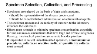 • Specimens are selected on the basis of signs and symptoms,
• Should be representative of the disease process, and
• Should be collected before administration of antimicrobial agents.
• The specimen amount and the rapidity of transport to the laboratory
influence the test results
• Efforts must be made to minimize specimen contamination, especially
for skin and mucous membranes that have large and diverse indigenous
flora e.g. transtracheal puncture, suprapubic bladder puncture
• If impossible to collect uncontaminated specimen, decontamination
procedures, cultures on selective media, or quantitative cultures
must be used
Specimen Selection, Collection, and Processing
 