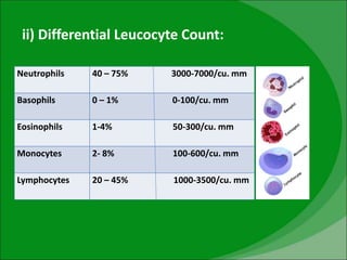 ii) Differential Leucocyte Count:
Neutrophils 40 – 75% 3000-7000/cu. mm
Basophils 0 – 1% 0-100/cu. mm
Eosinophils 1-4% 50-300/cu. mm
Monocytes 2- 8% 100-600/cu. mm
Lymphocytes 20 – 45% 1000-3500/cu. mm
 