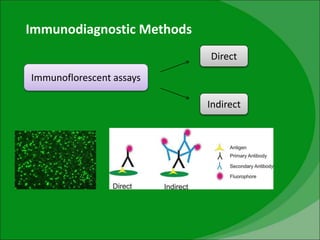Immunodiagnostic Methods
Immunoflorescent assays
Direct
Indirect
 