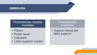 EMBRIOLOGIA
5
Prominencias nasales
mediales
• Filtrum
• Punta nasal
• Columela
• Labio superior medial
Prominencias
maxilares
• Aspecto lateral del
labio superior
 