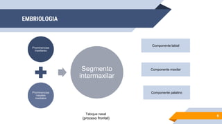 EMBRIOLOGIA
6
Prominencias
maxilares
Prominencias
nasales
mediales
Segmento
intermaxilar
Componente labial
Componente maxilar
Componente palatino
Tabique nasal
(proceso frontal)
 