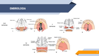 EMBRIOLOGIA
7
5-6
semanas 7
semanas
10
semanas
 