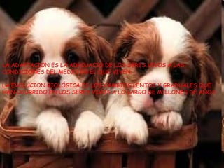 LA ADAPTACION ES LA ADECUACIÓ DE LOS SERES VIVOS A LAS
CONDICIONES DEL MEDIO EN EL QUE VIVEN.

LA EVOLUCION BIOLÓGICA ES LOS CAMBIOS LENTOS Y GRADUALES QUE
HAN OCURRIDO EN LOS SERES VIVOS A LO LARGO DE MILLONES DE AÑOS.
 