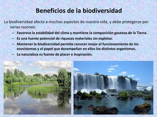 Beneficios de la biodiversidad
La biodiversidad afecta a muchos aspectos de nuestra vida, y debe protegerse por
varias razones:
– Favorece la estabilidad del clima y mantiene la composición gaseosa de la Tierra.
– Es una fuente potencial de riquezas materiales sin explotar.
– Mantener la biodiversidad permite conocer mejor el funcionamiento de los
ecosistemas y el papel que desempeñan en ellos los distintos organismos.
– La naturaleza es fuente de placer e inspiración.

 
