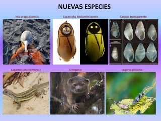 NUEVAS ESPECIES
Inia araguaiaensis

Lagarto (solo hembras)

Cucaracha bioluminiscente

Olinguito

Caracol transparente

Lagarto pinocho

 