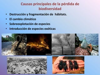 Causas principales de la pérdida de
biodiversidad
•
•
•
•

Destrucción y fragmentación de hábitats.
El cambio climático
Sobreexplotación de especies
Introducción de especies exóticas

 