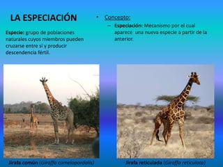 LA ESPECIACIÓN
Especie: grupo de poblaciones
naturales cuyos miembros pueden
cruzarse entre sí y producir
descendencia fértil.

Jirafa común (Giraffa camelopardalis)

• Concepto:
– Especiación: Mecanismo por el cual
aparece una nueva especie a partir de la
anterior.

Jirafa reticulada (Giraffa reticulata)

 