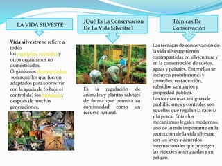 LA VIDA SILVESTE
Vida silvestre se refiere a
todos
los vegetales, animales y
otros organismos no
domesticados.
Organismos domesticados
son aquellos que fueron
adaptados para sobrevivir
con la ayuda de (o bajo el
control de) los humanos,
después de muchas
generaciones.
¿Qué Es La Conservación
De La Vida Silvestre?
Es la regulación de
animales y plantas salvajes
de forma que permita su
continuidad como un
recurso natural.
Técnicas De
Conservación
Las técnicas de conservación de
la vida silvestre tienen
contrapartidas en silvicultura y
en la conservación de suelos,
aguas y paisajes. Entre ellas se
incluyen prohibiciones y
controles, restauración,
subsidio, santuarios y
propiedad pública.
Las formas más antiguas de
prohibiciones y controles son
aquellas que regulan la cacería
y la pesca. Entre los
mecanismos legales modernos,
uno de lo más importante en la
protección de la vida silvestre
son las leyes y acuerdos
internacionales que protegen
las especies amenazadas y en
peligro.
 