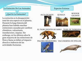 La Extinción De Los Animales
La extinción es la desaparición
total de una especie en el planeta.
Durante la larga historia del
planeta han habido muchas
extinciones causadas por cambios
climáticos, vulcanismo,
inundaciones, sequías. Sin
embargo, en los últimos años la
gran mayoría de las extinciones de
flora y fauna se deben al impacto
directo o indirecto de las
actividades humanas.
¿Qué Es La Extinción?
Especies Extintas
ALCA GIGANTE
PALOMA MIGRATORIA
ROEDOR
GIGANTE
VACA MARINA DE STELLER
QUAGGA
TIGRE DE TASMANIAEL TIGRE DIENTES DE SABLE
 