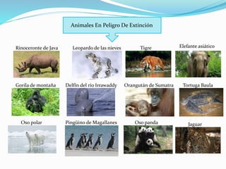 Animales En Peligro De Extinción
Rinoceronte de Java Leopardo de las nieves Tigre Elefante asiático
Gorila de montaña Delfín del rio Irrawaddy Orangután de Sumatra Tortuga Baula
Oso polar Pingüino de Magallanes Oso panda Jaguar
 