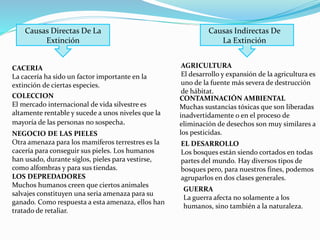 Causas Directas De La
Extinción
Causas Indirectas De
La Extinción
AGRICULTURA
El desarrollo y expansión de la agricultura es
uno de la fuente más severa de destrucción
de hábitat.
CONTAMINACIÓN AMBIENTAL
Muchas sustancias tóxicas que son liberadas
inadvertidamente o en el proceso de
eliminación de desechos son muy similares a
los pesticidas.
GUERRA
La guerra afecta no solamente a los
humanos, sino también a la naturaleza.
EL DESARROLLO
Los bosques están siendo cortados en todas
partes del mundo. Hay diversos tipos de
bosques pero, para nuestros fines, podemos
agruparlos en dos clases generales.
CACERIA
La cacería ha sido un factor importante en la
extinción de ciertas especies.
COLECCION
El mercado internacional de vida silvestre es
altamente rentable y sucede a unos niveles que la
mayoría de las personas no sospecha.
NEGOCIO DE LAS PIELES
Otra amenaza para los mamíferos terrestres es la
cacería para conseguir sus pieles. Los humanos
han usado, durante siglos, pieles para vestirse,
como alfombras y para sus tiendas.
LOS DEPREDADORES
Muchos humanos creen que ciertos animales
salvajes constituyen una seria amenaza para su
ganado. Como respuesta a esta amenaza, ellos han
tratado de retaliar.
 