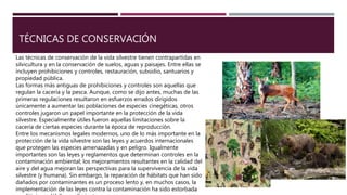 TÉCNICAS DE CONSERVACIÓN
Las técnicas de conservación de la vida silvestre tienen contrapartidas en
silvicultura y en la conservación de suelos, aguas y paisajes. Entre ellas se
incluyen prohibiciones y controles, restauración, subsidio, santuarios y
propiedad pública.
Las formas más antiguas de prohibiciones y controles son aquellas que
regulan la cacería y la pesca. Aunque, como se dijo antes, muchas de las
primeras regulaciones resultaron en esfuerzos errados dirigidos
únicamente a aumentar las poblaciones de especies cinegéticas, otros
controles jugaron un papel importante en la protección de la vida
silvestre. Especialmente útiles fueron aquellas limitaciones sobre la
cacería de ciertas especies durante la época de reproducción.
Entre los mecanismos legales modernos, uno de lo más importante en la
protección de la vida silvestre son las leyes y acuerdos internacionales
que protegen las especies amenazadas y en peligro. Igualmente
importantes son las leyes y reglamentos que determinan controles en la
contaminación ambiental; los mejoramientos resultantes en la calidad del
aire y del agua mejoran las perspectivas para la supervivencia de la vida
silvestre (y humana). Sin embargo, la reparación de hábitats que han sido
dañados por contaminantes es un proceso lento y, en muchos casos, la
implementación de las leyes contra la contaminación ha sido estorbada
 