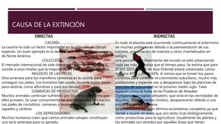 CAUSA DE LA EXTINCIÓN
DIRECTAS INDRECTAS
En todo el planeta está ocurriendo continuamente el exterminio
de muchas poblaciones debido a la pavimentación de sus
hábitats. preservación de insectos y otros invertebrados en
peligro.
Una porción muy importante del mundo se está urbanizando
cada vez más a medida que el tiempo pasa. Se estima que para
el año 2025, el 63% de Asia Oriental estará urbanizada, Latino
América 85%, y África 54%. A menos que se tomen los pasos
correctos para controlar el crecimiento suburbano, mucho más
poblaciones y especies van a desaparecer bajo las planchas de
concreto de una ciudad en el próximo medio siglo. Tales
especies como el Pollo de las Praderas de Attwater
(Tympanuchus cupido attwateri), que vivía en las vecindades de
Houston, Texas (Estados Unidos), desaparecerán debido a una
mayor expansión humana.
La urbanización también elimina ecosistemas completos ya que
tiende a ocurrir en áreas que son tanto ricas biológicamente
como productivas para la agricultura. Usualmente las plantas y
los animales son atraidos por aquellas áreas que tienen
CACERÍA
La cacería ha sido un factor importante en la extinción de ciertas
especies. Un buen ejemplo es la desaparición de la paloma pasajera
de Norte América.
COLECCIÓN
El mercado internacional de vida silvestre es altamente rentable y
sucede a unos niveles que la mayoría de las personas no sospecha.
NEGOCIO DE LAS PIELES
Otra amenaza para los mamíferos terrestres es la cacería para
conseguir sus pieles. Los humanos han usado, durante siglos, pieles
para vestirse, como alfombras y para sus tiendas.
COMERCIO DE PRODUCTOS
Muchos animales continúan sufriendo por los otros productos que
ellos proveen. Se usan comúnmente las mariposas para decoración.
Las pieles de cocodrilos, caimanes y serpientes se convierten en
zapados y carteras.
LOS DEPREDADORES
Muchos humanos creen que ciertos animales salvajes constituyen
una seria amenaza para su ganado.
 