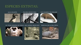 ESPECIES EXTINTAS.
ALCA GIGANTE PALOMA MIGRATORIA VACA MARINA DE STELLER
EL TIGRE DIENTES DE SABLE OSO GRIZZLI MEXICANO TORTUGA DE LA ISLA PINTA
 