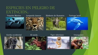 ESPECIES EN PELIGRO DE
EXTINCIÓN.
Vaquita Marina Leopardo Amour Elefante de Sumatra Tortuga laúd
Gorila occidental El saola Tigre siberiano Orangután
 