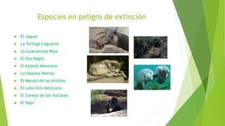 Especies en peligro de extinción
 El Jaguar
 La Tortuga Caguama
 La Guacamaya Roja
 El Oso Negro
 El Ajolote Mexicano
 La Vaquita Marina
 El Manatí de las Antillas
 El Lobo Gris Mexicano
 El Conejo de los Volcanes
 El Tapir
 
