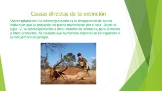 Causas directas de la extinción
Sobreexplotación: La sobreexplotación es la desaparición de tantos
individuos que la población no puede mantenerse por sí sola. Desde el
siglo 17, la sobreexplotación a nivel mundial de animales, para alimento
y otros productos, ha causado que numerosas especies se extinguieran o
se encuentren en peligro.
 