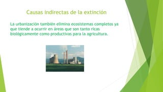 Causas indirectas de la extinción
La urbanización también elimina ecosistemas completos ya
que tiende a ocurrir en áreas que son tanto ricas
biológicamente como productivas para la agricultura.
 