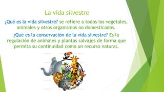 La vida silvestre
¿Qué es la vida silvestre? se refiere a todos los vegetales,
animales y otros organismos no domesticados.
¿Qué es la conservación de la vida silvestre? Es la
regulación de animales y plantas salvajes de forma que
permita su continuidad como un recurso natural.
 