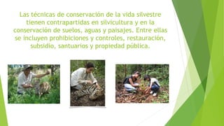 Las técnicas de conservación de la vida silvestre
tienen contrapartidas en silvicultura y en la
conservación de suelos, aguas y paisajes. Entre ellas
se incluyen prohibiciones y controles, restauración,
subsidio, santuarios y propiedad pública.
 