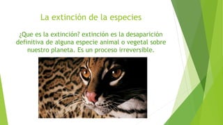 La extinción de la especies
¿Que es la extinción? extinción es la desaparición
definitiva de alguna especie animal o vegetal sobre
nuestro planeta. Es un proceso irreversible.
 