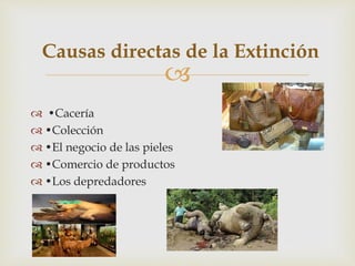
 •Cacería
 •Colección
 •El negocio de las pieles
 •Comercio de productos
 •Los depredadores
Causas directas de la Extinción
 