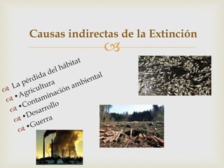 
Causas indirectas de la Extinción
 
