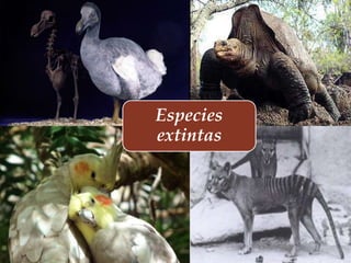 
Especies
extintas
 