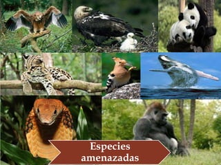 Especies
amenazadas
 