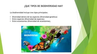 ¿QUE TIPOS DE BIODIVERSIDAD HAY?
La biodiversidad incluye tres tipos principales:
• Diversidad dentro de las especies (Diversidad genética)
• Entre especies (Diversidad de especies)
• Entre ecosistemas (Diversidad de ecosistemas).
 
