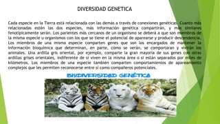DIVERSIDAD GENETICA
Cada especie en la Tierra está relacionada con las demás a través de conexiones genéticas. Cuanto más
relacionadas estén las dos especies, más información genética compartirán, y más similares
fenotípicamente serán. Los parientes más cercanos de un organismo se deberá a que son miembros de
la misma especie u organismos con los que se tiene el potencial de aparearse y producir descendencia.
Los miembros de una misma especie comparten genes que son los encargados de mantener la
información bioquímica que determinan, en parte, cómo se verán, se comportaran y vivirán los
animales. Una ardilla gris oriental, por ejemplo, comparte la gran mayoría de sus genes con otras
ardillas grises orientales, indiferente de si viven en la misma área o si están separados por miles de
kilómetros. Los miembros de una especie también comparten comportamientos de apareamiento
complejos que les permiten reconocerse entre sí como compañeros potenciales.
 