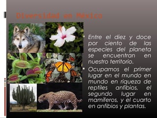 Diversidad en México

                Entre el diez y doce
                 por ciento de las
                 especies del planeta
                 se    encuentran     en
                 nuestro territorio.
                Ocupamos el primer
                 lugar en el mundo en
                 mundo en riqueza de
                 reptiles anfibios, el
                 segundo       lugar  en
                 mamíferos, y el cuarto
                 en anfibios y plantas.
 